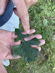 Quercus macrocarpa