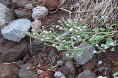 Angiospermae