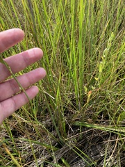 Polygonum ramosissimum