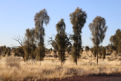 Allocasuarina decaisneana