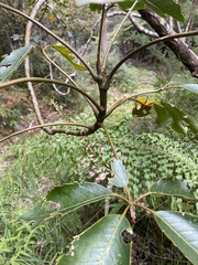 Pseudopanax arboreus