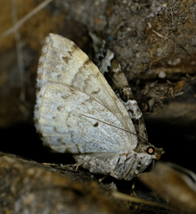 Caripeta divisata