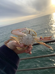 Ovalipes australiensis