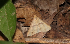 Renia discoloralis