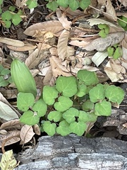 Vancouveria hexandra