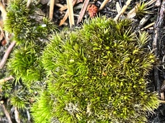 Grimmia pulvinata