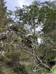 Pseudopanax arboreus