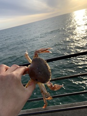 Ovalipes australiensis