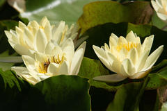 Nymphaea mexicana