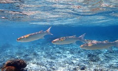 Crenimugil crenilabis