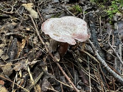 Lactarius subpurpureus