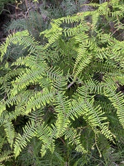 Gleichenia