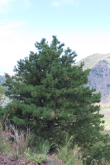 Pinus