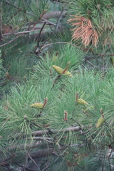 Pinus