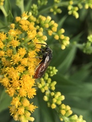 Sphecodes albilabris
