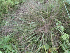 Eragrostis spectabilis