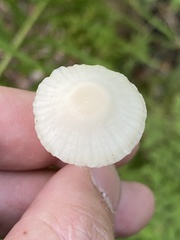 Cuphophyllus virgineus