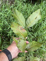 Swietenia macrophylla