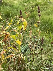 Stachys palustris