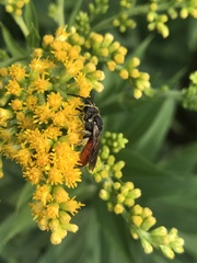 Sphecodes albilabris