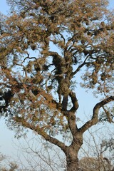 Schinopsis lorentzii