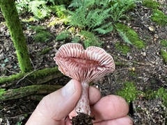 Lactarius subpurpureus