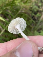 Cuphophyllus virgineus