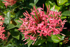 Ixora coccinea