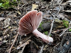 Lactarius subpurpureus