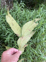 Swietenia macrophylla
