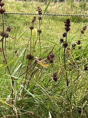 Stachys palustris