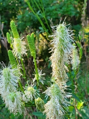 Sanguisorba canadensis