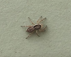 Menemerus bivittatus