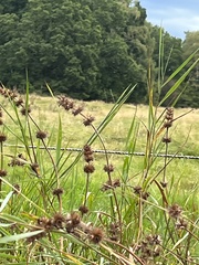 Stachys palustris