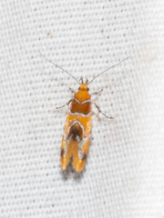 Epicallima argenticinctella