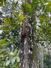 Swietenia macrophylla