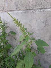 Amaranthus hybridus