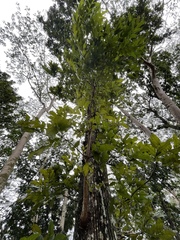 Swietenia macrophylla