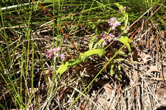 Dendrobium kingianum