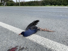 Porphyrio melanotus melanotus