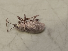 Cyrtepistomus castaneus