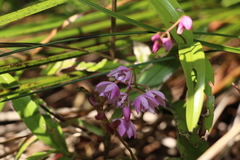Dendrobium kingianum