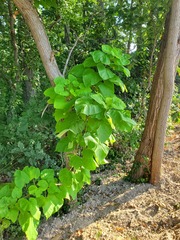 Paulownia tomentosa