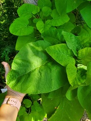 Paulownia tomentosa