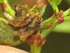 Smiliinae