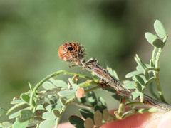 Tanaostigmodes howardii