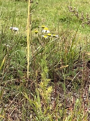 Tripleurospermum inodorum