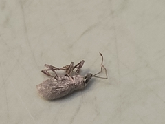 Cyrtepistomus castaneus