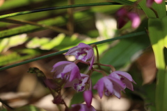 Dendrobium kingianum