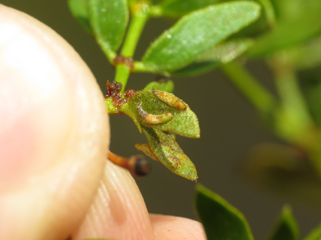 Creosote Silicate Gall Midge from Pinnacle Peak Ranchos, Scottsdale, AZ ...